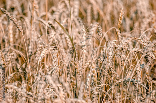 Golden wheat field. Harvest. Background of ripening ears of wheat field. Selective focus.