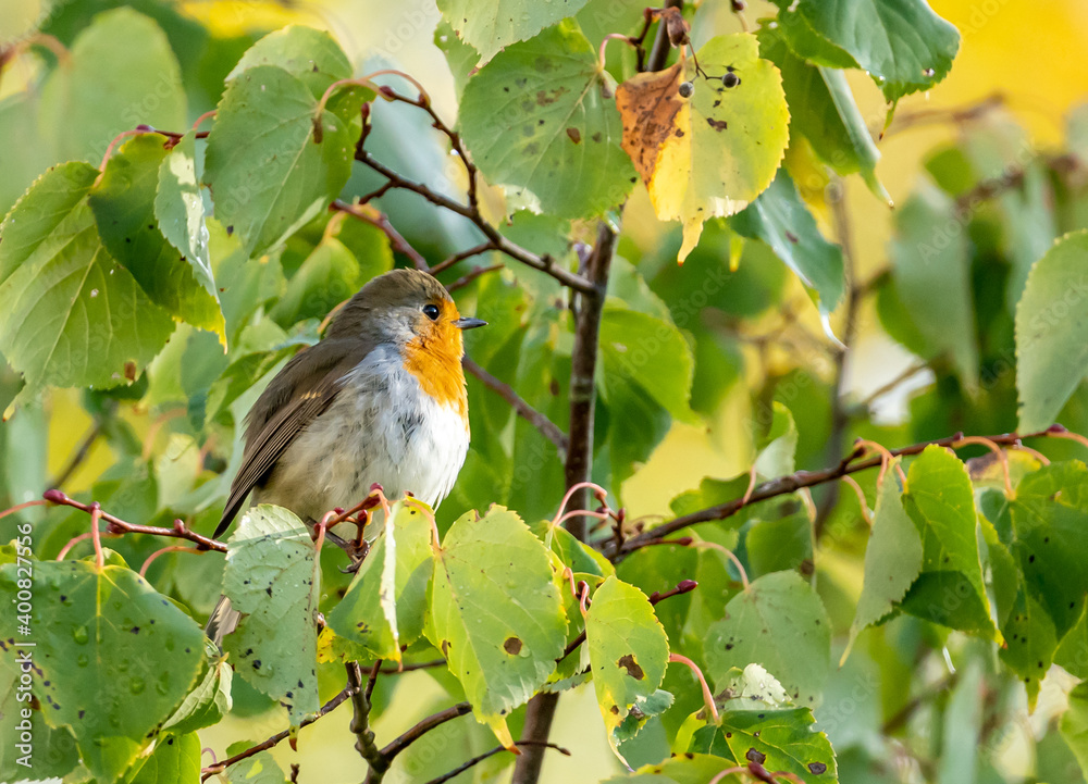 Fototapeta premium close up of a robin bird resting on a tree and chirping in fall