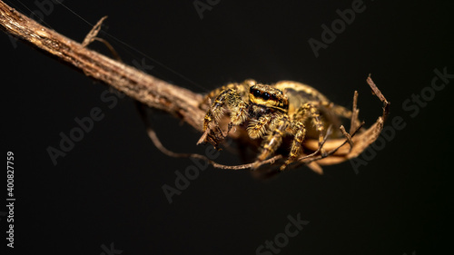 isolated jumping wolf spider close up view on a black background