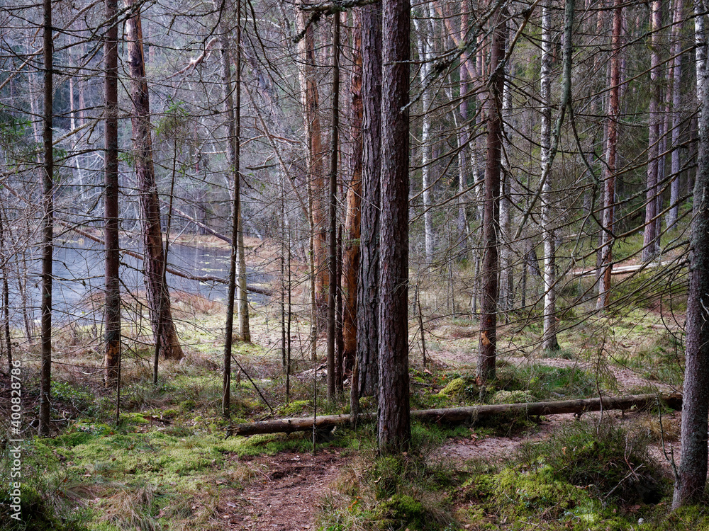 Fototapeta premium old dark fir forest sun shining through branches