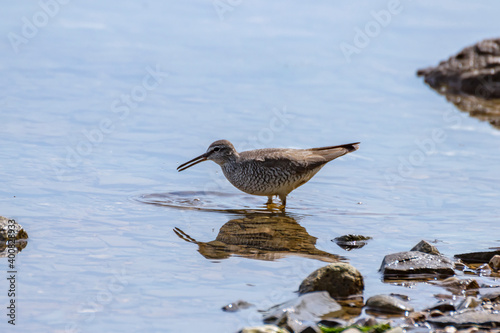 Siberian ash sandpiper (Tringa brevipes) searches for prey on the shallow seashore. photo