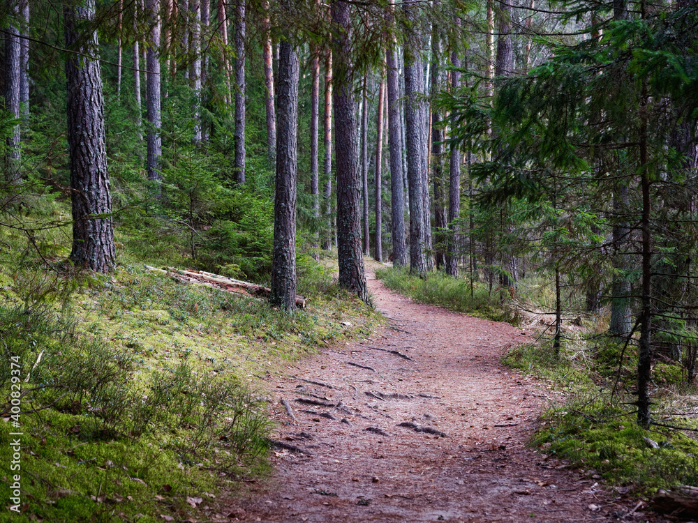 narrow winding trail in a dark forest among fir trees narrow winding trail in a dark forest among fir trees