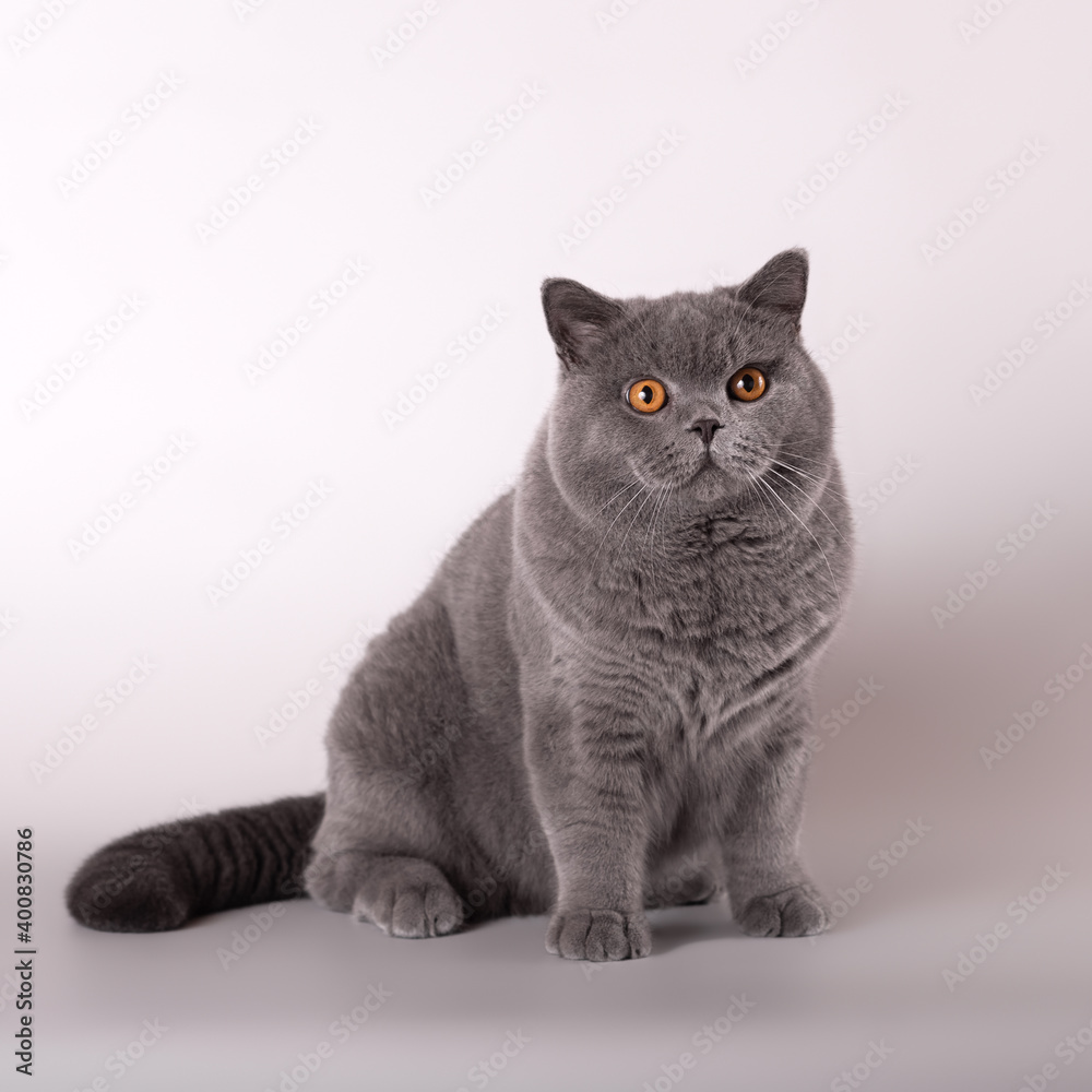 British shorthair cat