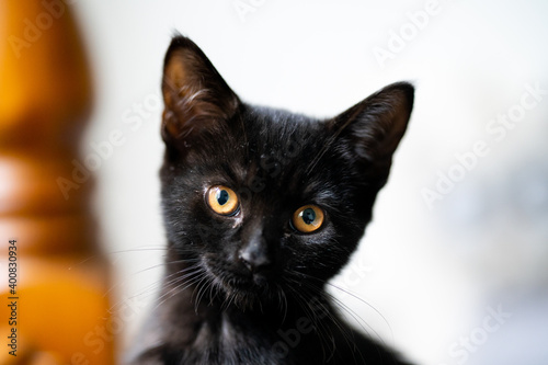 Beautiful black cat - kitten © Boris RIBARD