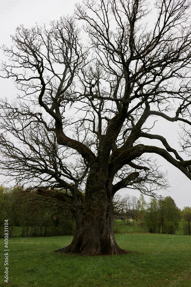 oldest estonian oak tree Tamme-Lauri in the field spring view oldest estonian oak tree Tamme-Lauri in the field spring view