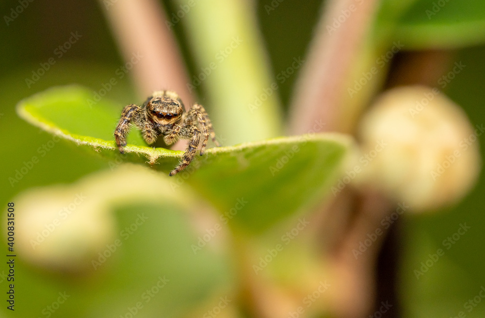 jumping wolf spider looking down from a plant leaf