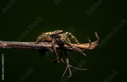 jumping wolf spider close up view looking into the camera