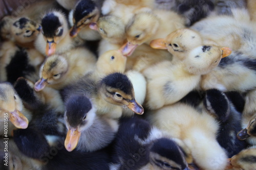 Close up of cute and soft duck babies © ivva100