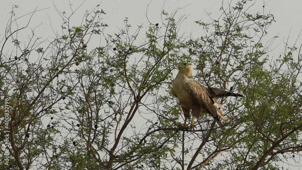 Close up shot of Long legged buzzard or Buteo rufinus during winter migration leaving perch head on with full wingspan at tal chhapar sanctuary churu rajasthan india