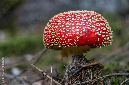 poisonous toadstool amanita muscaria mushroom on forest soil in fall