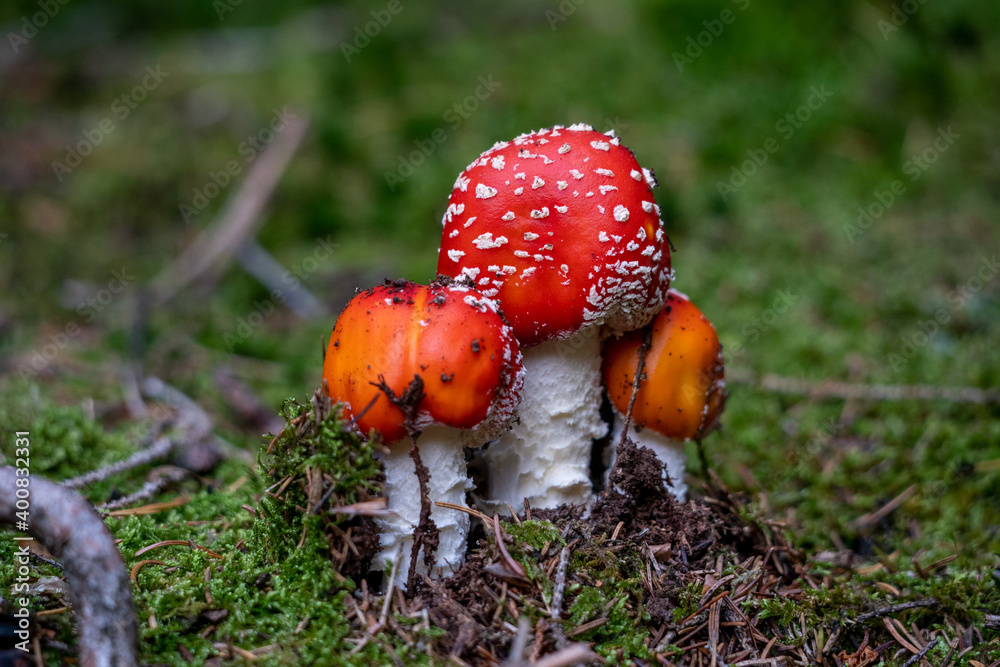poisonous toadstool amanita muscaria mushroom on forest soil in fall poisonous toadstool amanita muscaria mushroom on forest soil in fall