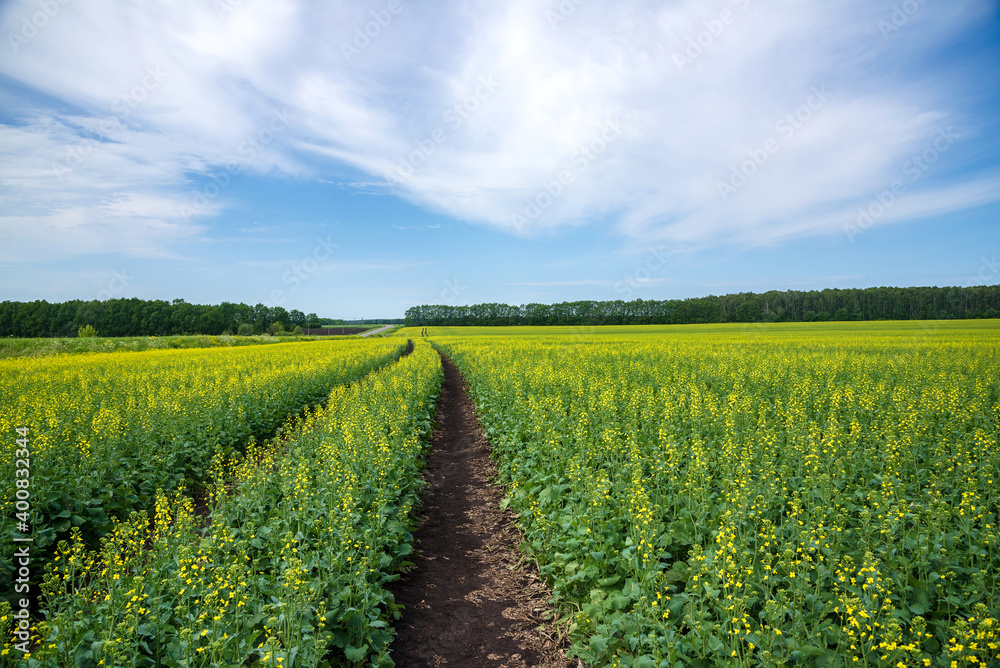 Flowering mustard fields on a sunny summer day. Dirt road going far.