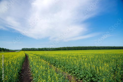 Flowering mustard fields on a sunny summer day. Dirt road going far.