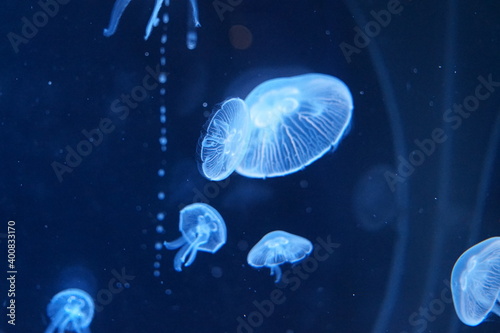 jelly fish in the aquarium