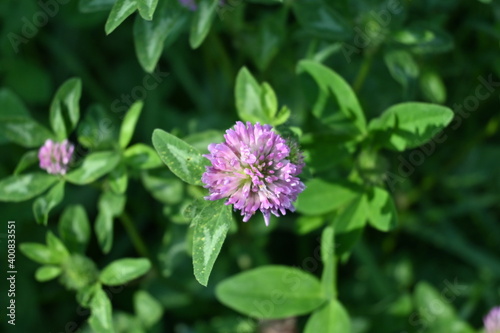 wildflowers