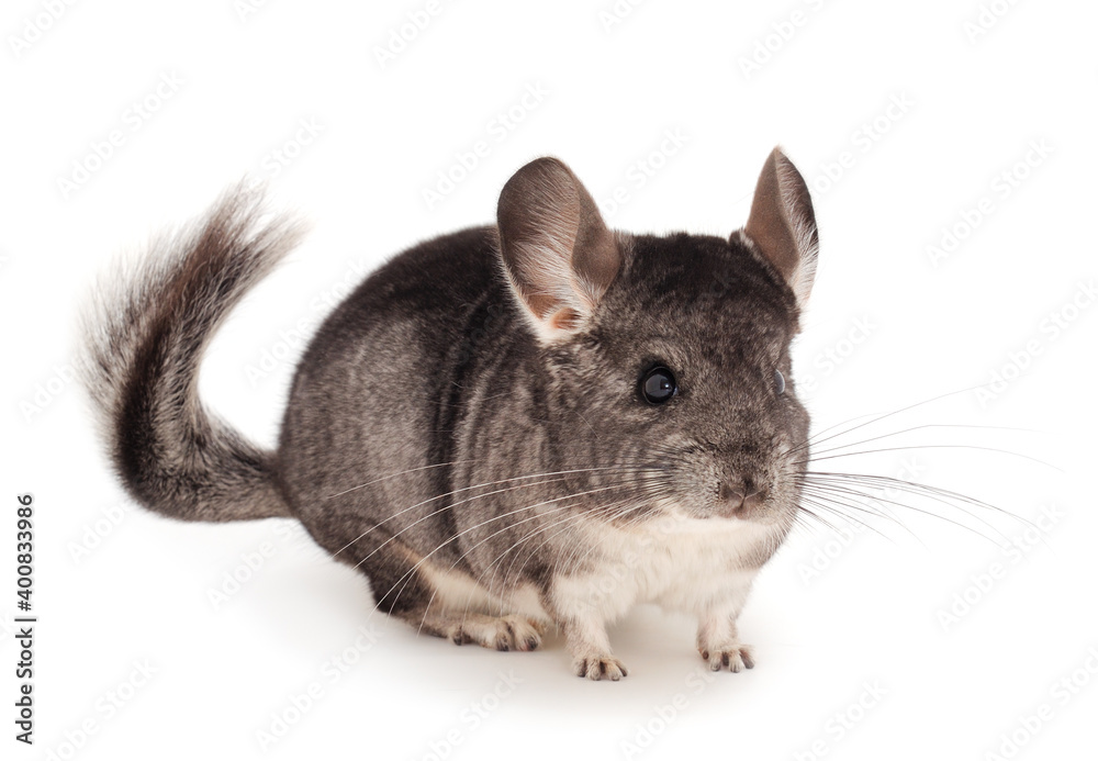 Obraz premium Little gray chinchilla.