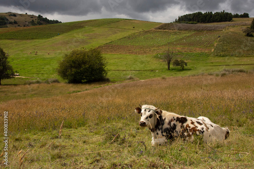 colombia boyaca villa de leyva raquira