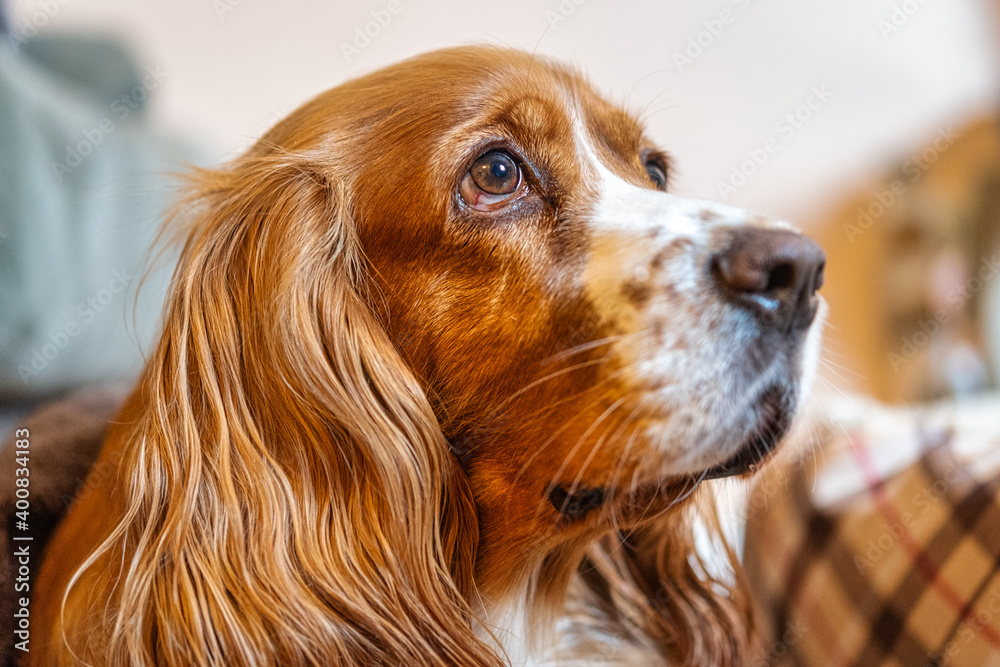 Cute cocker spaniel dog pet