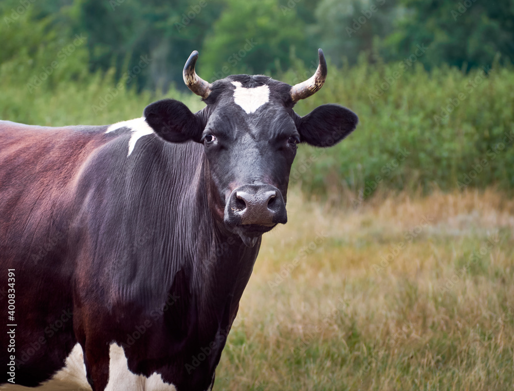 Cow on a green field.