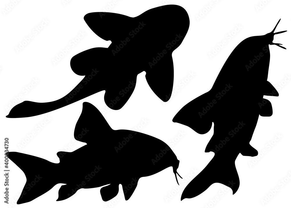 Aquarium catfish in the set. Vector image. Aquarium catfish in the set. Vector image.