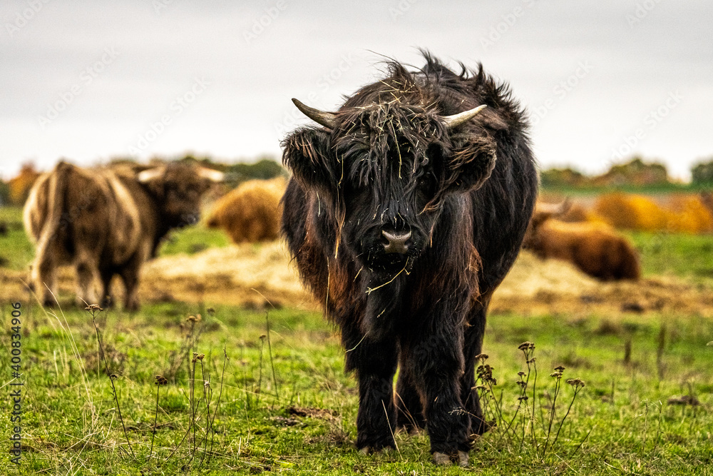 Fototapeta premium Long-haired longhorn black highland cattle on meadow in hessen, germany