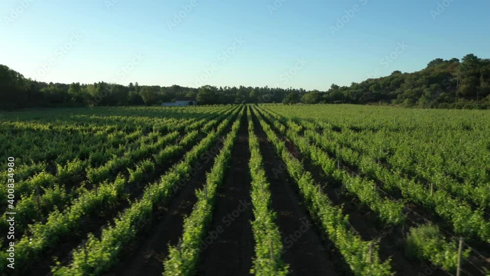 vineyards landscape sunny day aerial shot 4k vineyards landscape sunny day aerial shot 4k
