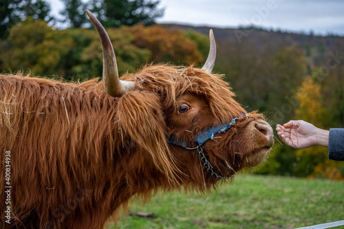 Long-haired brown longhorn highland cattle on meadow in hessen, germany