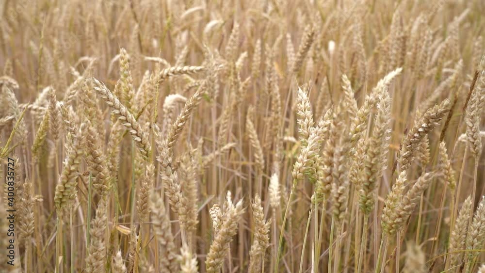 Nahaufnahme von hellbraunen Weizenähren in einem Feld Nahaufnahme von hellbraunen Weizenähren in einem Feld