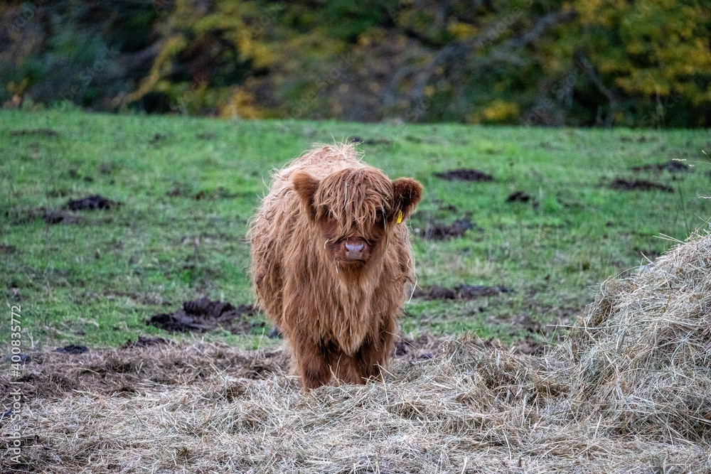 Fototapeta premium Long-haired brown longhorn highland calf on meadow in hessen, germany