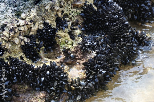 Blue mussel (Mytilus edulis) photo