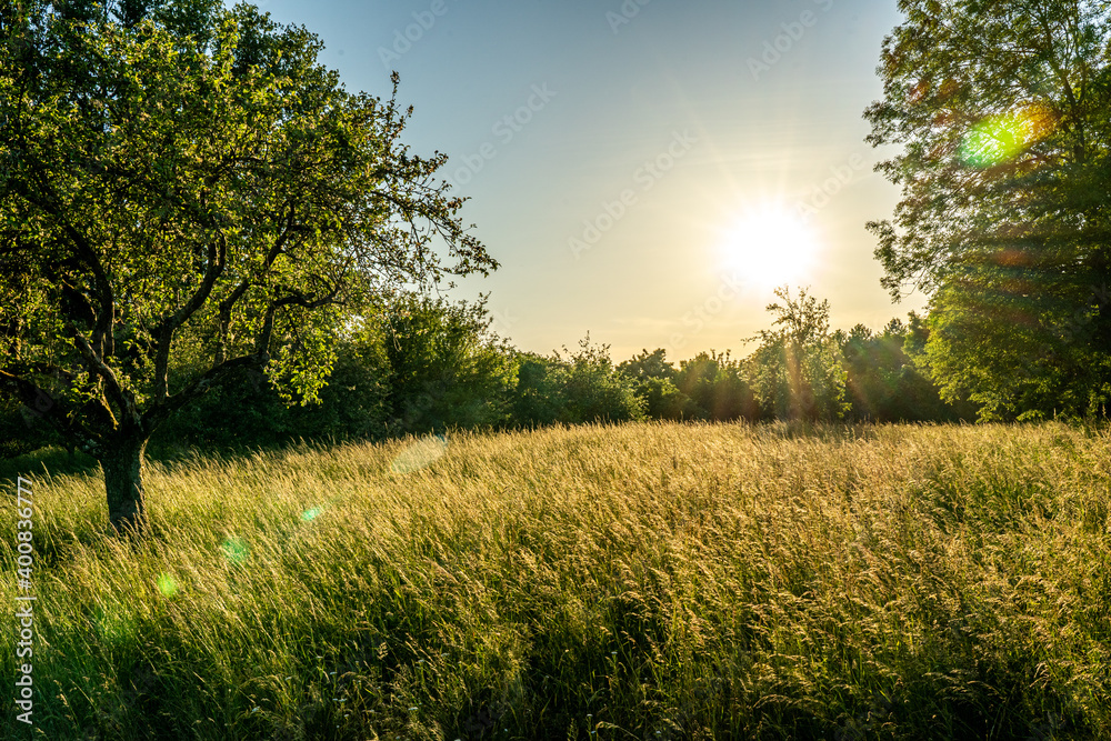 sunset in a orchard meadow with trees and a crop field in the foreground sunset in a orchard meadow with trees and a crop field in the foreground