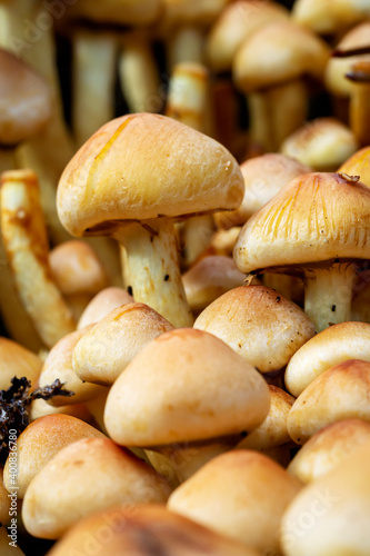 Nationaal Park De Loonse en Drunense Duinen, found in the forest beautiful group of mushrooms, psathyrella. 