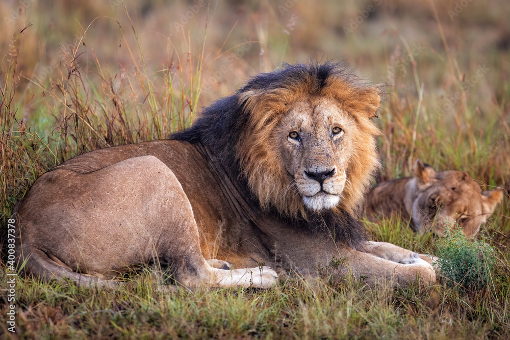 lion male is waiting to continue mating with the lioness in the Masai Mara National Reserve in Kenya