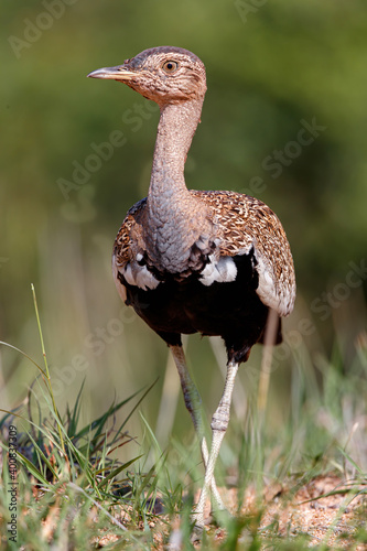 Fotografie The red-crested korhaan or red-crested bustard (Lophotis ruficrista)  walking in