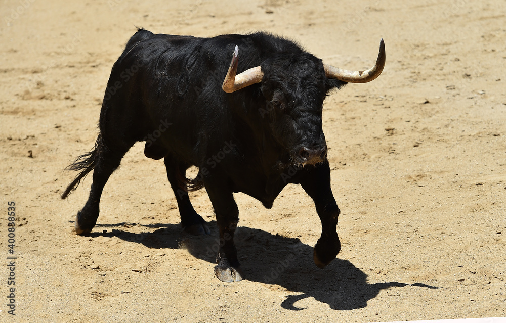 toro bravo español en una plaza de toros durante un espectaculo de toreo toro bravo español en una plaza de toros durante un espectaculo de toreo