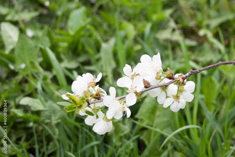 Blooming cherry close-up on a background of green grass