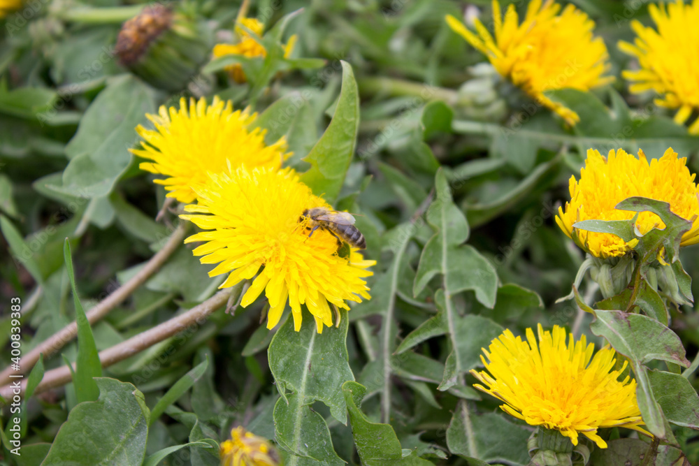 Yellow dandelion on a background of green grass. Bee collecting pollen from a flower, honey concept Yellow dandelion on a background of green grass. Bee collecting pollen from a flower, honey concept