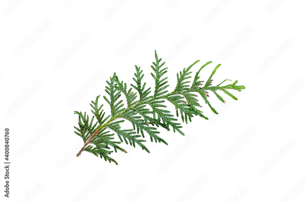 Coniferous green branches on a white background Coniferous green branches on a white background
