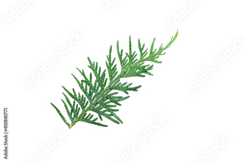 Coniferous green branches on a white background
