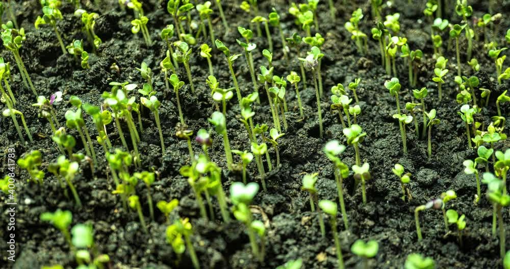 Mustard sprouting time lapse, hyperlapse, camera motion 4k video Mustard sprouting time lapse, hyperlapse, camera motion 4k video