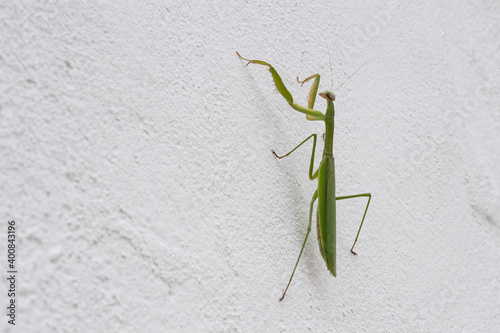 praying mantis scaling a white cement wall photo