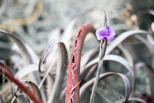 Smlal Lilac Flower with 4 petals from a rare Sabila or Aloe with gray and red defocused leaves