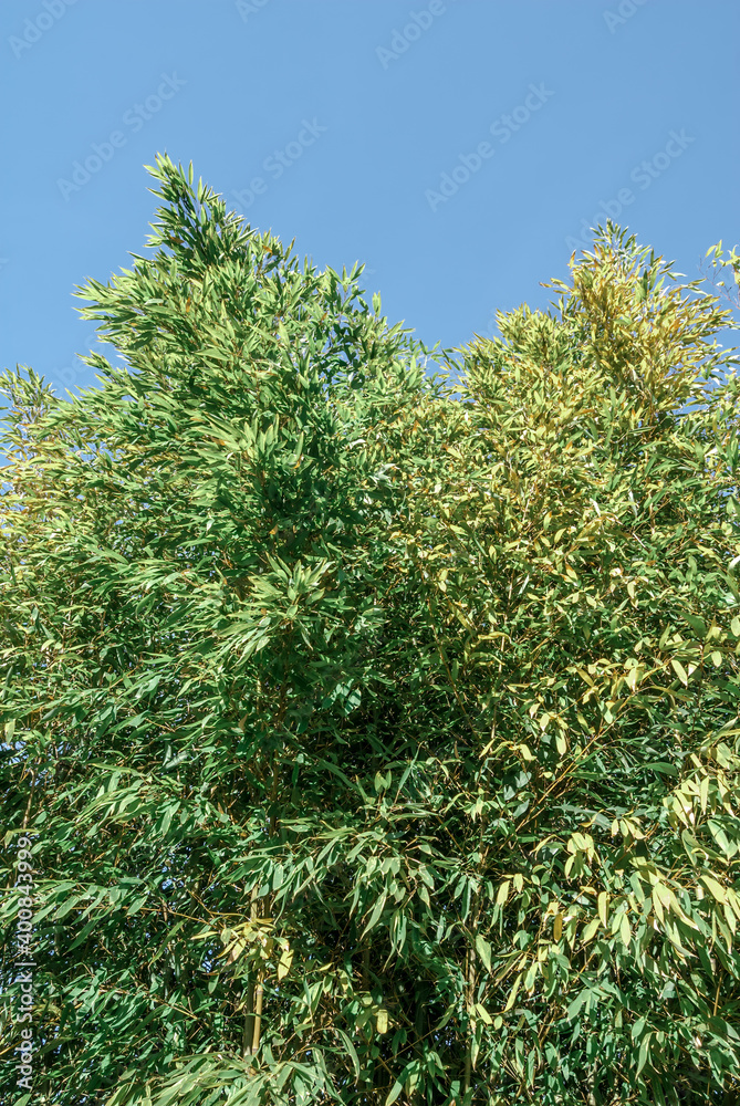 Fototapeta premium Bambo (Bambusa sp.) in park, Abkhazia