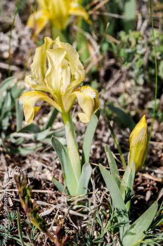 Dwarf Iris (Iris pumila) in coastal hills, Crimea
