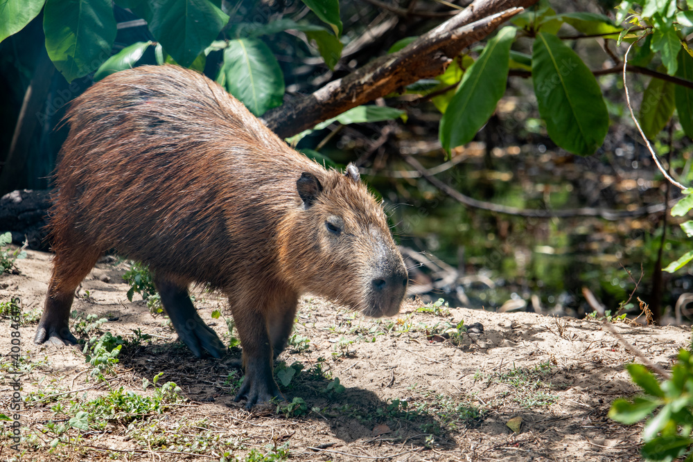 Capybara in its natural habitat Capybara in its natural habitat