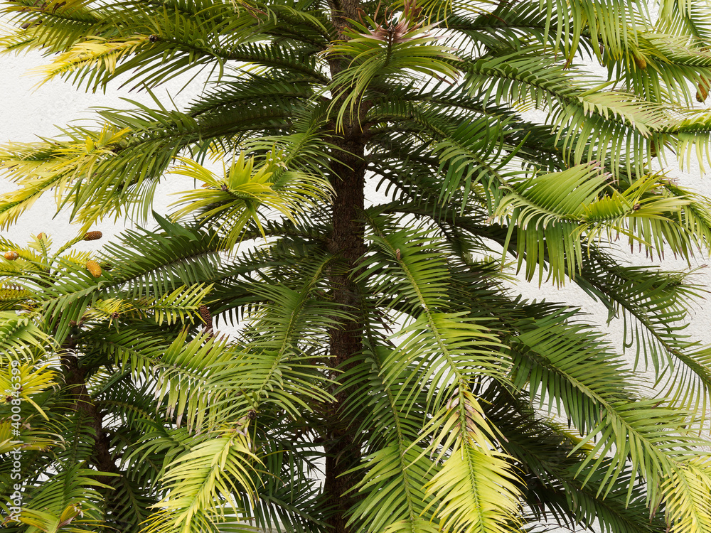 Wollemia nobilis, Pin de Wollemi ou arbre de Wollemi au tronc droit, écorce brune, écailleuse, tiges horizontales garnies d'un feuillage à longues aiguilles plates retombantes vert pâle à vert sombre Wollemia nobilis, Pin de Wollemi ou arbre de Wollemi au tronc droit, écorce brune, écailleuse, tiges horizontales garnies d'un feuillage à longues aiguilles plates retombantes vert pâle à vert sombre