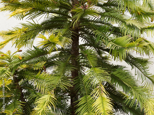 Wollemia nobilis, Pin de Wollemi ou arbre de Wollemi au tronc droit, écorce brune, écailleuse, tiges horizontales garnies d'un feuillage à longues aiguilles plates retombantes vert pâle à vert sombre