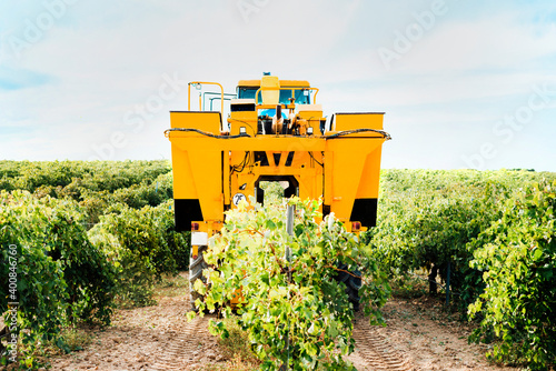 Mechanical grape harvester working in vineyard