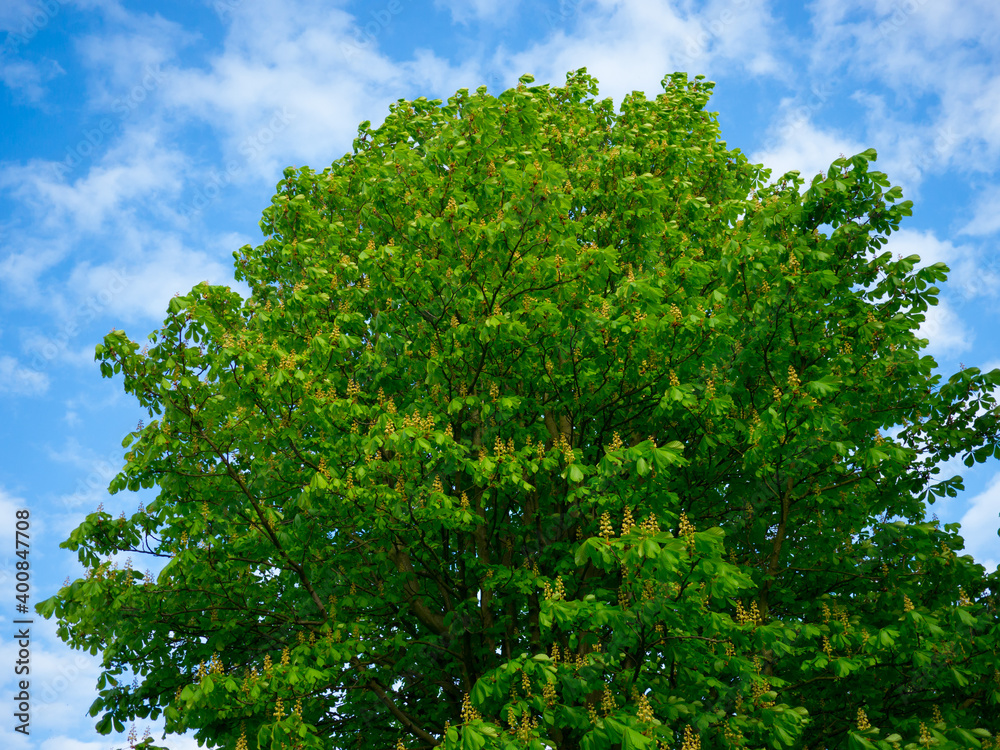 Green blooming chestnut tree, blue sky clouds in background Green blooming chestnut tree, blue sky clouds in background