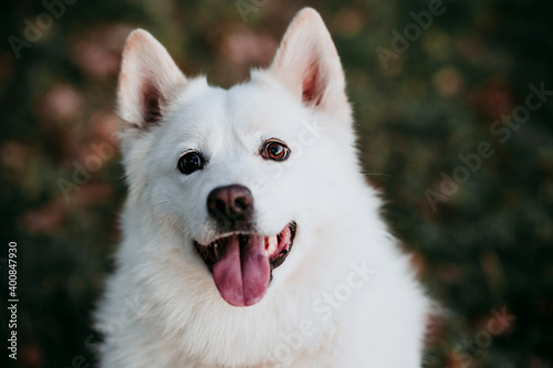 White dog sitting in forest photo